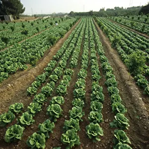 Valencia: Lettuce crop grown in orange orchard