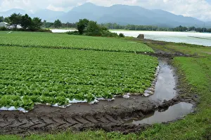Salad: Lettuce crop grown in soil bags, seen here in Japan