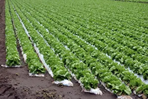 Salad: Lettuce crop grown in soil bags, seen here in Japan