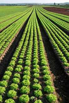 Lettuces: Lettuce - crop in rows in field