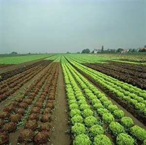 Varieties: Lettuce crops