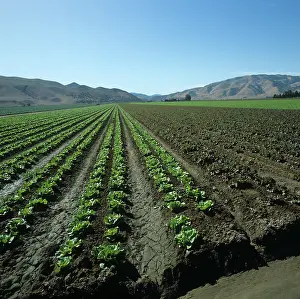 Irrigation: Lettuce crops
