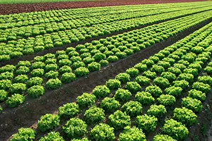 Commerical: Lettuce Field