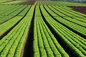 Commerical: Lettuce Field
