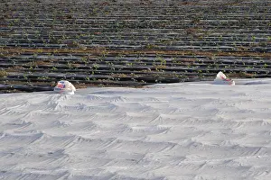 Salad: Lettuce field covered with gauze and black foil