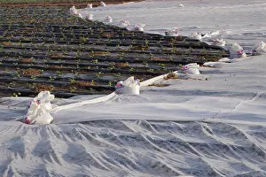 Salad: Lettuce field covered with gauze and black foil