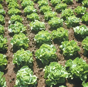 Salad: Lettuce growing