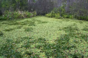 Lettuces: Lettuce lake