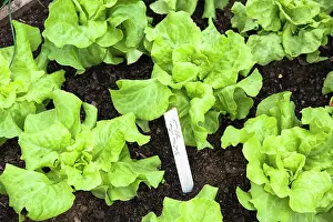 Thumb: Lettuce, Latuca Sativa Tom Thumb'. Hampton Court