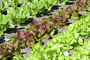 Salad: Lettuce, Lettuce Chartwell, Lactuca sativa var