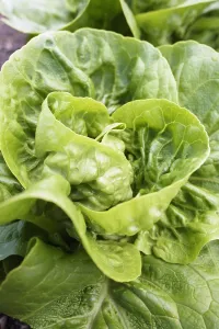 Salad: Lettuce Little gem pearl, Lactuca sativa Little