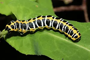 Larva: Lettuce Monk Caterpillar Lying on Green Leaf Right