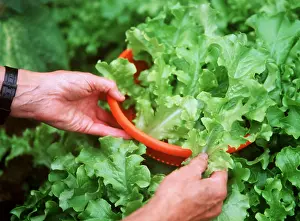 Allotment: LETTUCE - in plastic bowl with hands holding