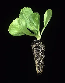 Commercial: Lettuce plug-plant