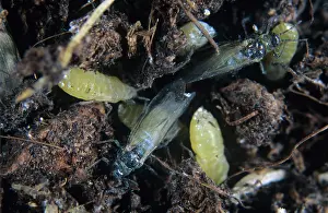 Lactuca: Lettuce root aphid