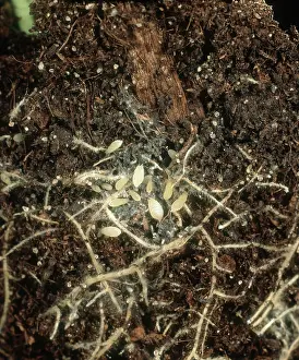 Lactuca: Lettuce root aphids