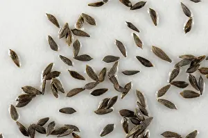 Paper: Lettuce seeds