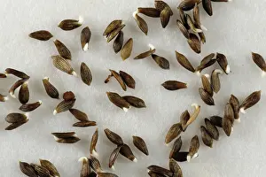 Paper: Lettuce seeds