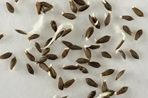 Paper: Lettuce seeds