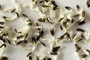 Paper: Lettuce seeds