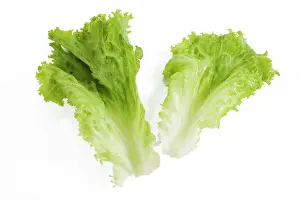 Lettuces: Lettuce - in studio
