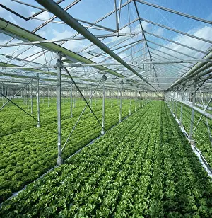 Rows: Lettuces