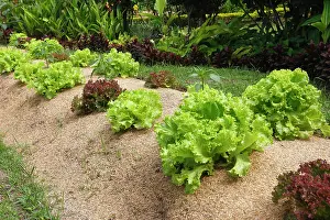 Lettuces: Lettuces - being grown
