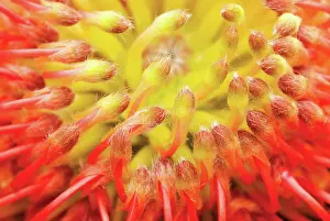 Leucadendron: Leucadendron