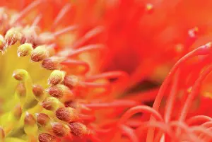 Leucadendron: Leucadendron