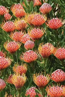 Leucadendron: Leucadendron