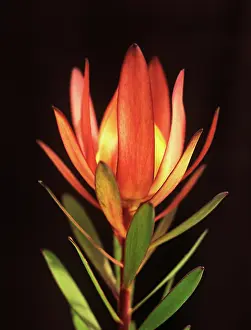 Leucadendron: Leucadendron
