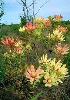 Sessile: Leucadendron in the Fynbos