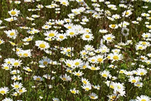 Leucanthemum: Leucanthemum vulgare