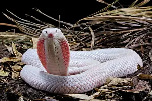 Mutation: Leucisitc Monocled cobra (Naja kaouthia) on black