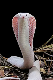 Mutation: Leucisitc Monocled cobra (Naja kaouthia) on black