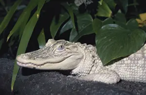 Genetic: Leucistic Alligator