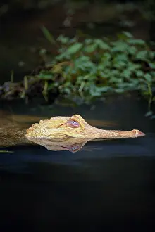 Mississippiensis: Leucistic Alligator