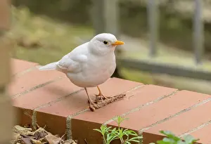 Albino: Leucistic Male Blackbird, Turdus merula, with wh