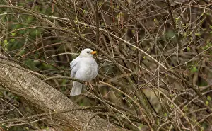 Albino: Leucistic Male Blackbird, Turdus merula, with wh