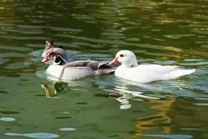 Leucistic: Leucistic Plumage