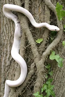 Pantherophis: Leucistic Texas Rat Snake