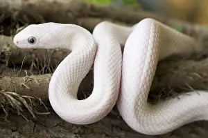 Pantherophis: Leucistic Texas Rat Snake
