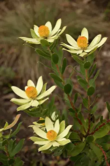 Leucospermum: Leucospermum sp