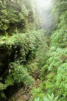 Verde: Levada do Caldeirao Verde