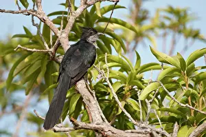 Clamator: Levaillant's Cuckoo - perched on branch amongst leaves