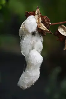 Levant: Levant Cotton