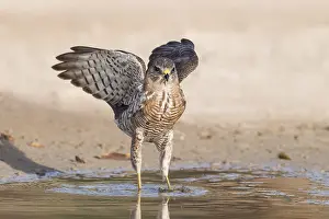 Watering: Levant Sparrowhawk (Accipiter brevipes) at a waterhole