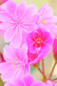 Cotyledon: Lewesia, Lewisia cotyledon Regenbogen, Close up of pink co