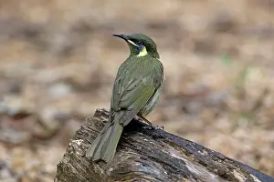 Honeyeaters: Lewin's Honeyeater