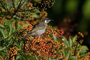 Honeyeaters: Lewin's Honeyeater